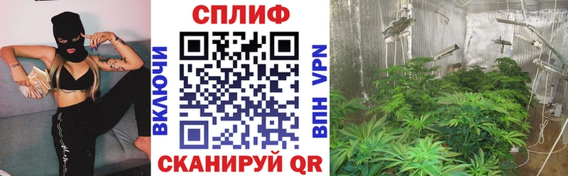 Конопля марихуана Шимановск
